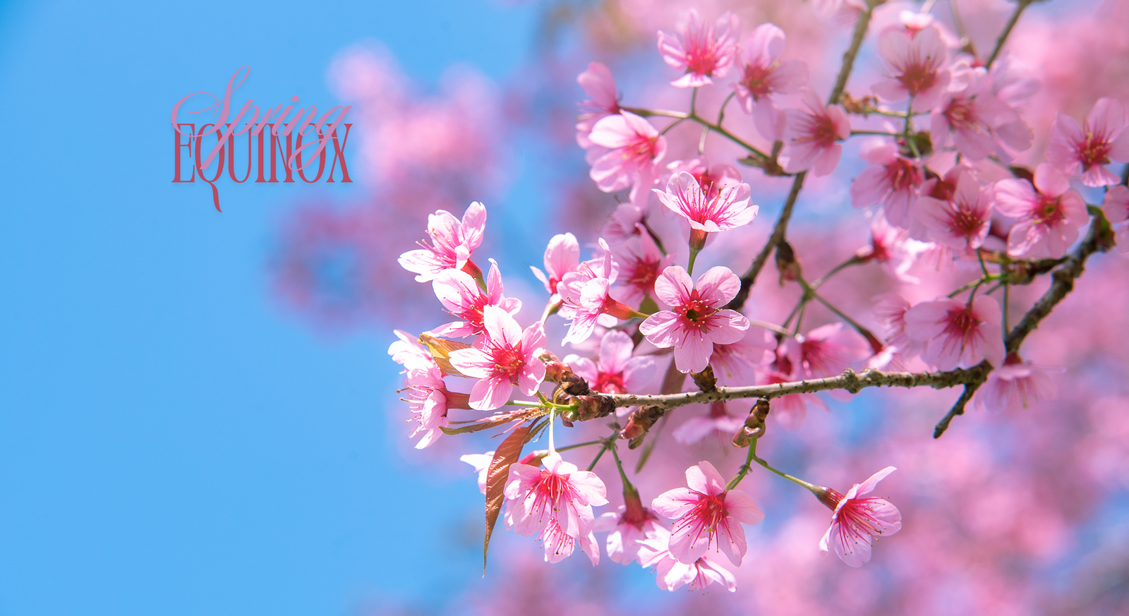 pink tree blossoms with the words, spring equinox